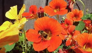 Flower And Bee Porn - Bee Photograph - Bee Porn by Tony Williams