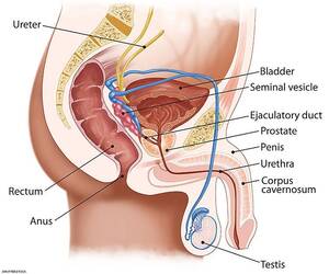 Gay Anal Diagram - How to become a better top â€” and how to relax the bottom | by DudeFromNL |  Medium