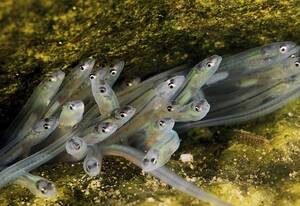 Eel Sex Hot - TIL that biologists are still yet to confirm how baby eels are made. Much  of their lifecycle has many questions. The general consensus is that adult  eels migrate to the Sargasso Sea