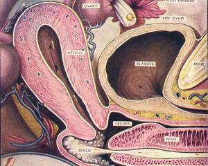 cross section internal cumshot - 0558762649.jpg - internal view, x-ray, crosssection | MOTHERLESS.COM â„¢