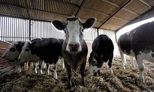 Group Sex Barn - Eating quinoa may harm Bolivian farmers, but eating meat harms us all