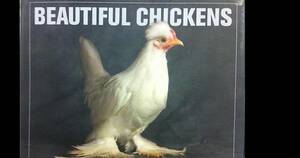 Funny Chicken Porn - Chicken Porn : r/funny