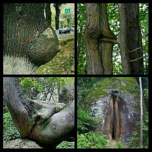 Nature Porn Art - Tree Porn four of the sexiest #trees around the world. #sexy #nature #body  | CoCoCuti3's Funhouse Explores Sexy | Pinterest