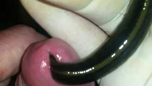 Leech Japanese Porn - Next leech feeds in pee hole - SEXTVX.COM