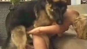 Guy Licking Pussy German Shepherd - Man likes watching wife being fucked by shepherd