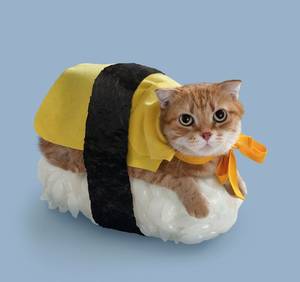 Japanese Cat Porn - Sushi cats are a real thing