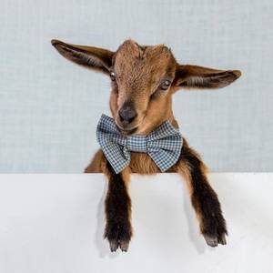 Mamma Goat Porn - baby pygmy goat wearing a bowtie!