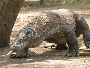 Komodo Asian Chubby Porn - Life Cycle and Reproduction - Komodo Dragon