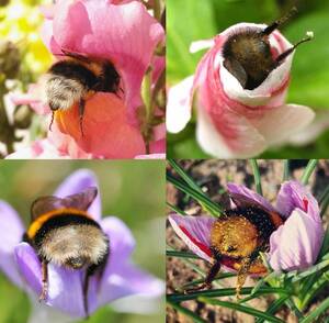 Bee Movie Porn Fap - ðŸ”¥ Hungry Bee bums sticking out of the flowers : r/NatureIsFuckingLit