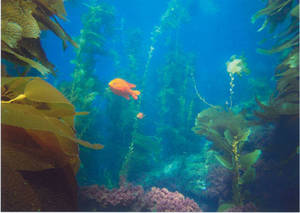 Catalina Island Porn - Catalina Island kelp forest.