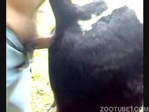 black cow pussy - Zoophilia Search Results for Cow