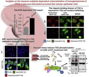 Girlsdoporn E327 - Insights into the heparan sulphate-dependent externalisation of  transglutaminase-2 (TG2) in glucose-stimulated proximal-like tubular  epithelial cells - ScienceDirect