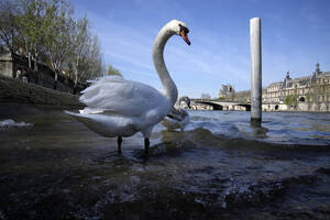 Ena Sweet Porn - Fancy a dip? An Olympic reboot for Paris' toxic River Seine â€“ KGET 17