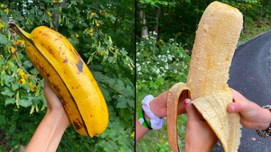 Banana Fruit Porn - Seriously massive banana is breaking the internet