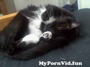 Gay Cat Porn - Gay cat gay porn from cat gay porn Watch Video - MyPornVid.fun