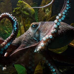 indian octopus - Blackpool man charged with illegally possessing extreme pornography  including octo-porn | IBTimes UK