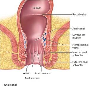 Hot Anal Porn Anatomy - The anatomy of the anus . Hot Nude Photos. Comments: 2