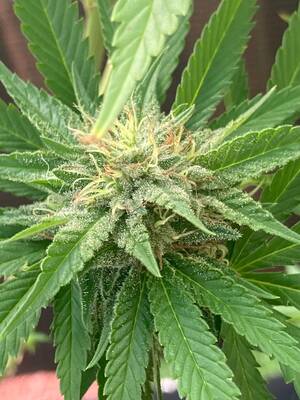 never too late - Never too late grow journal â€¦ - Grow Journals - I Love Growing Marijuana  Forum