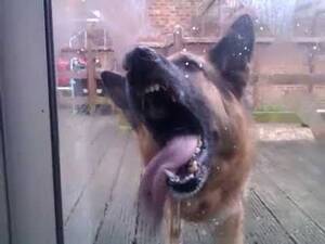 Guy Licking Pussy German Shepherd - Lick the window . Top Porn Photos.