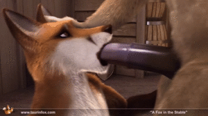 fox in the stable - From A fox in the stable. Taurinfox : r/gfur