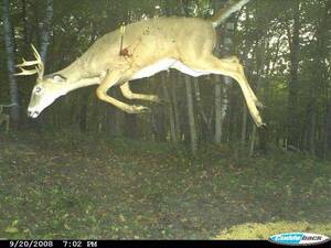 game cam porn - Trail Cam Porn (@TrailCamPorn) / X