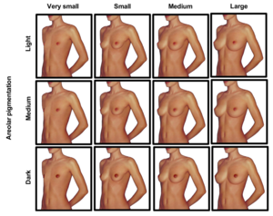 breast sizes nude - Breast Cup sizes nude - 55 photos