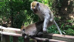 Monkey Fucking Video - Two monkeys, balinese long tailed monkey mating, having sex at the sacred  monkey forest sanctuary, monkey forest in Ubud, Bali, Inodnesia Stock Video  | Adobe Stock