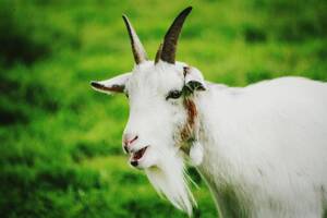 Goat Porn - Three boys gang raped a GOAT after becoming obsessed with a vile bestiality  porn film which showed a sicko doing the same thing | The Irish Sun