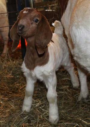 Mamma Goat Porn - Baby boer goat kid