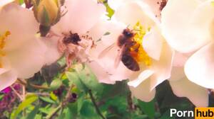 Flower And Bee Porn - Pornhub's Bee Porn Videos Might Just Help Save the World | Muse by Clio