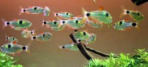 Bucktooth - Aquarium Pictures: Bucktooth tetra | Exodon paradoxus fish care and Picture