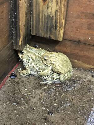 Horny Toad Sex Game - I found two toads mid-coitus in the barn where I keep my horse. :  r/mildlyinteresting