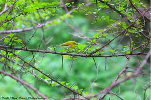 canaria nude beach handjob - ARAI Hill birding, Not Special Yet Beautiful 24th July 2016 | RoBa's World