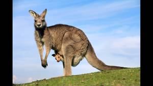 Kangaroo Boxing Porn - Yes we now have Kangaroos in Wyoming