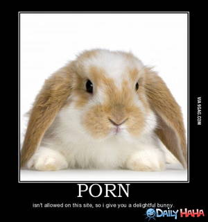 Fluffy Bunny Porn - BUNNY PORN!