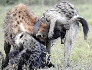 Female Hyena Furry Porn - The Spotted Hyena has such a large clitoris that it is easily mistaken for  a male ...