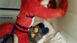 Gay Fursuit Porn - Wolf gives Fox Fellatio - XVIDEOS.COM