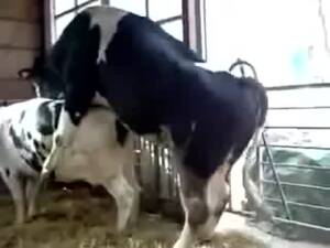 black cow pussy - Thrilling zoophilia movie captured by farmer as one of his bulls mounted  and fucked a cow - LuxureTV