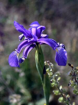 Blue Iris Howard Stern Star - Iris spuria - Wikipedia