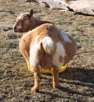 Mamma Goat Porn - The Thrifty Homesteader: Is my goat pregnant, pregnancy, babies, raising  naturally,