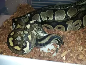 Female Snake Porn - Snake Porn ;D - Imgur