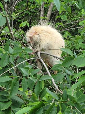 Albino Trap Porn - Rescued this albino porcupine today. Walked through wetlands and got him to  a wildlife rescue. Poor guy has a nasty face infection. :  r/Damnthatsinteresting