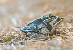 Female Frog Porn - wood frog porn LOVE IS IN THE AIR, BABY. FROG LOVE. My backyard is alive  with the sounds, and sights, of the start of mating season, with a pair of  wood ...