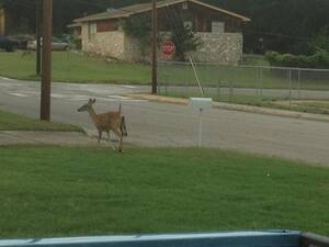 Deer Vagina Porn - Just a deer running around my yard with another deer hanging out of its  vagina. : r/WTF