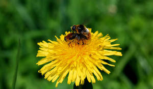 Flower And Bee Porn - Using porn to discuss â€œthe birds and beesâ€