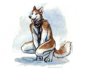 Furry Anatomy Porn - Husky Boy - by Kenket Do you want to build a snowman? Doesn't. Animal  AnatomyFurry ...