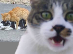 Funny Cat Porn - kitty porn - Google Search