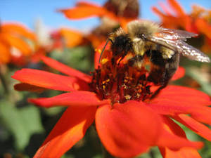 Flower And Bee Porn - More Bee Porn