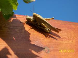 Insect Porn - I photographed these two up on our pergola and, my goodness, an insect's  life might be a short one, but it's certainly a merry one.