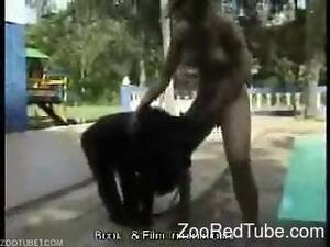 Monkey Sex Oral - Horny black monkey gets a nice blowjob from a slut